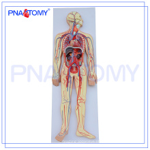 PNT-0438 Modelo avançado de anatomia humana, sistema circulatório humano